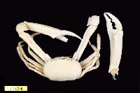 藏品(長手隆背蟹)的圖片